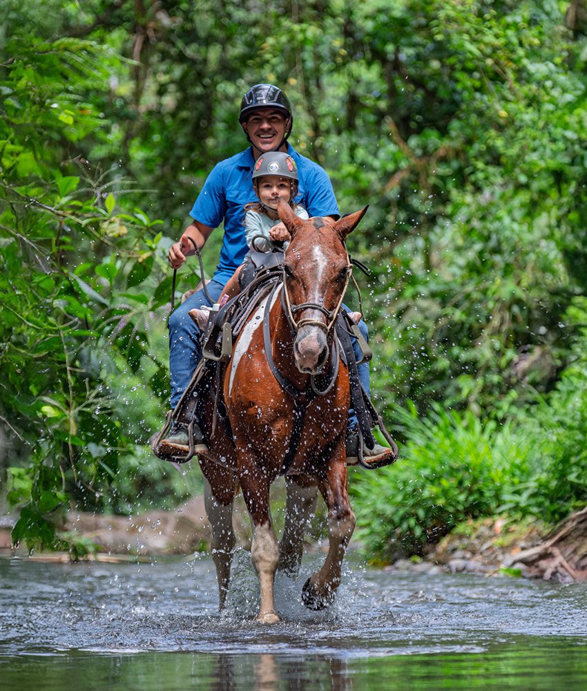 pacso-horses-portada